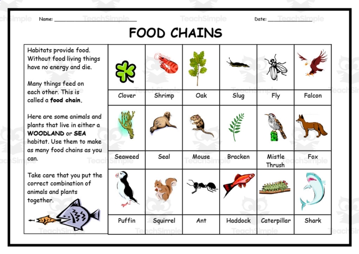 Illustration of a worksheet focusing on food chains for fourth graders