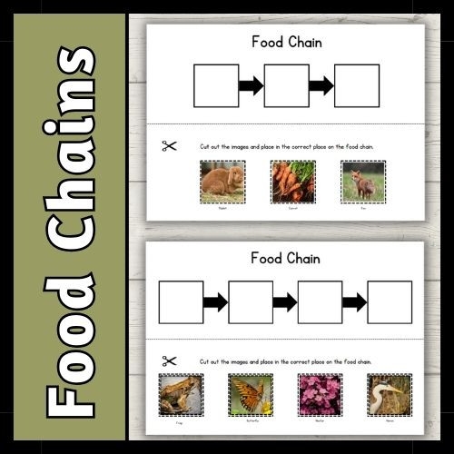 Colorful worksheet for fourth graders on the topic of food chains. Engaging introduction to food chains for young learners.