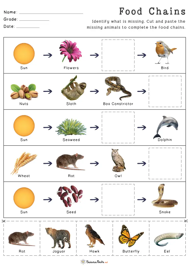 Educational worksheet on food chains for fourth graders