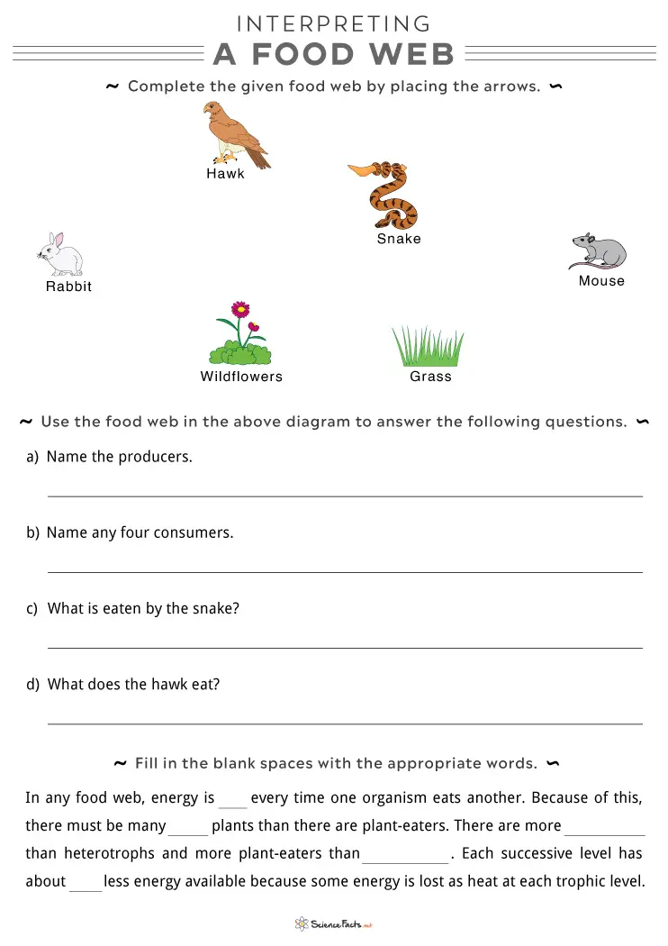 Introduction to Food Webs Worksheet for Grade 4 Colorful worksheet on food webs designed for fourth graders