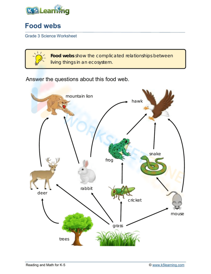 Reading worksheet for Fourth Grade Worksheet focused on food webs for fourth graders, designed to enhance reading skills. Introduction to Food Webs worksheet for early science education.