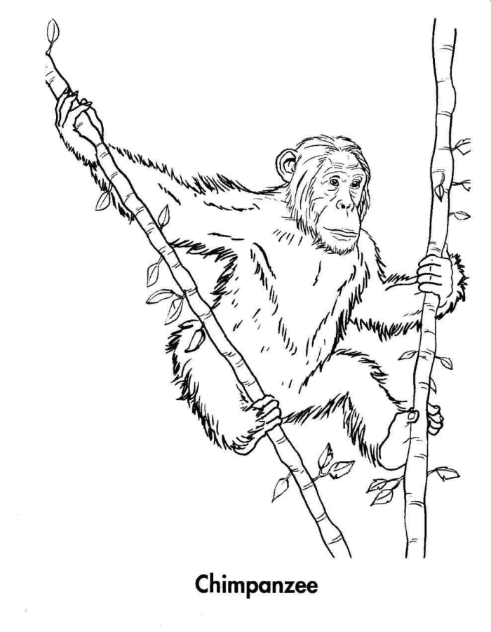 Inspire young minds with this iconic scientist coloring activity Jane Goodall coloring page worksheet designed for Pre-K animal lovers