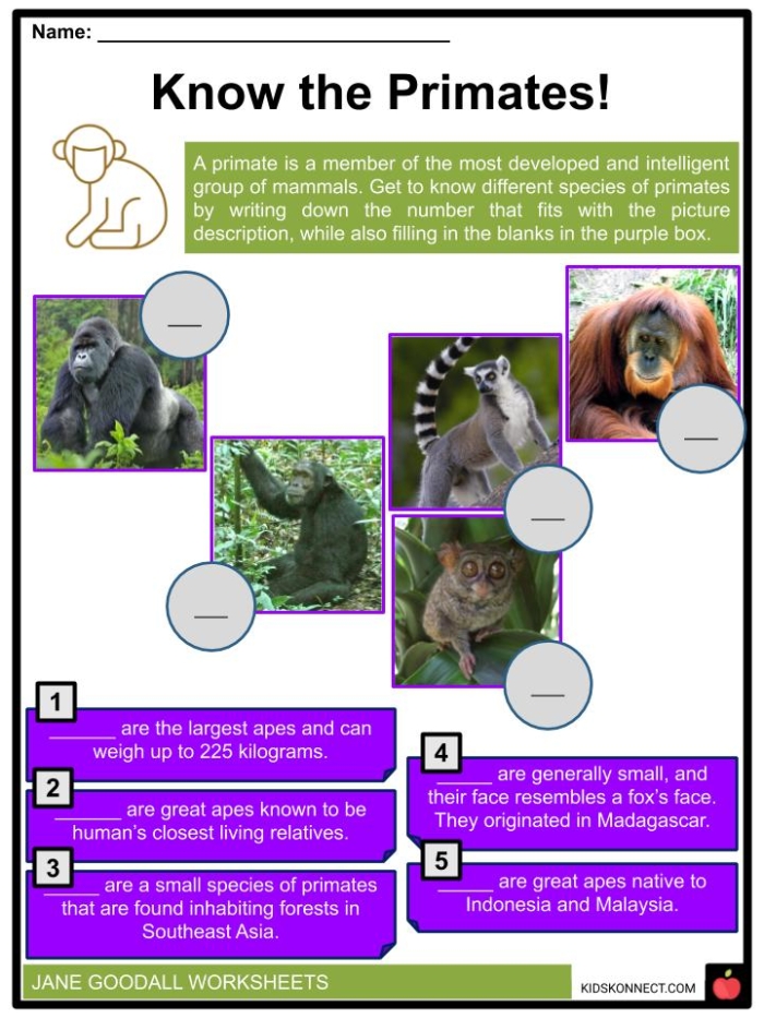 Second grade students learning about Jane Goodall's conservation work through a ratios and proportions worksheet activity