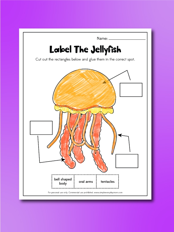 Colorful illustration of various jellyfish species for a fifth-grade worksheet