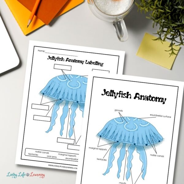 Fifth grade life science worksheet featuring illustrations and quiz questions about various types of jellyfish