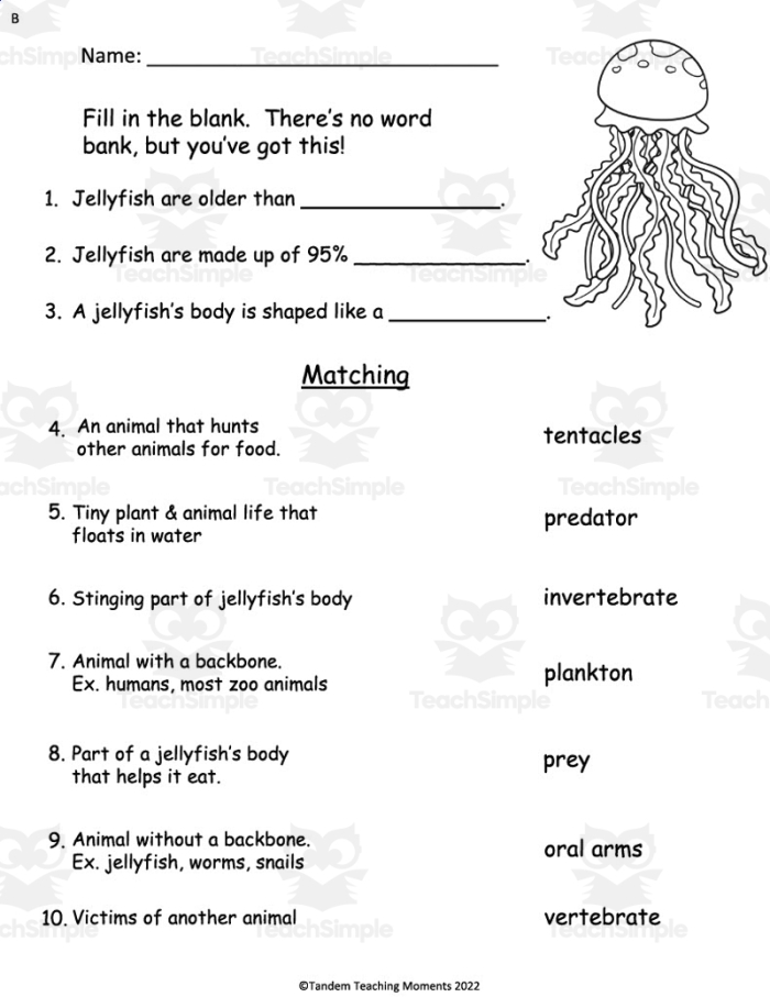 Detailed illustration of various jellyfish species for educational purposes