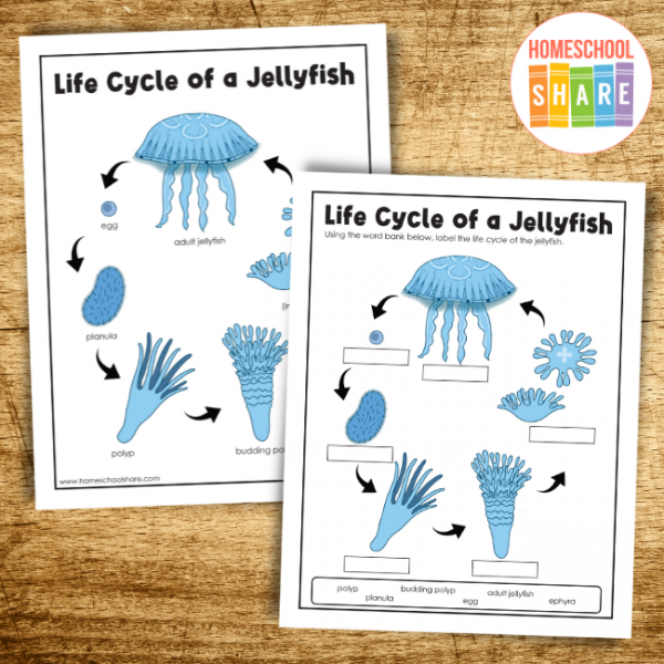Illustration of various jellyfish species for a fifth-grade life science worksheet