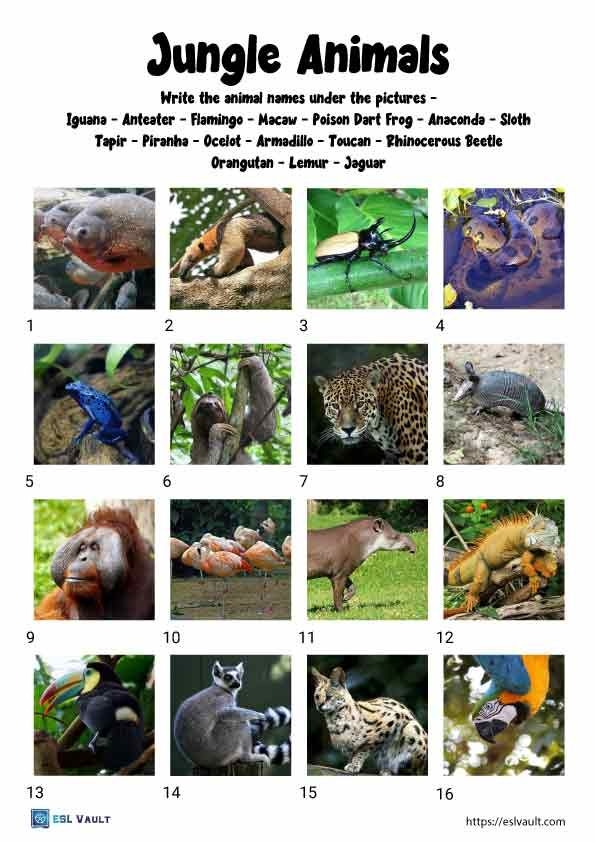 Jungle-themed subtraction worksheet for first graders featuring simple problems and regrouping practice