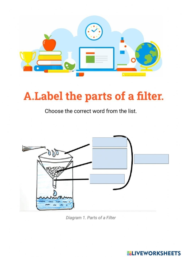 Fifth grade life science worksheet about kidney and intestine functions