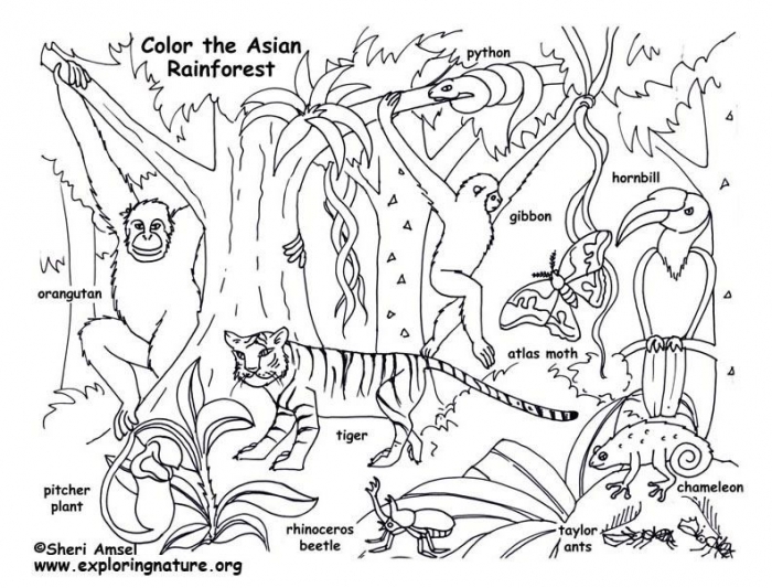 Worksheet image depicting six wild animals and their unique habitats Coloring worksheet for kindergarten students to explore animal habitats
