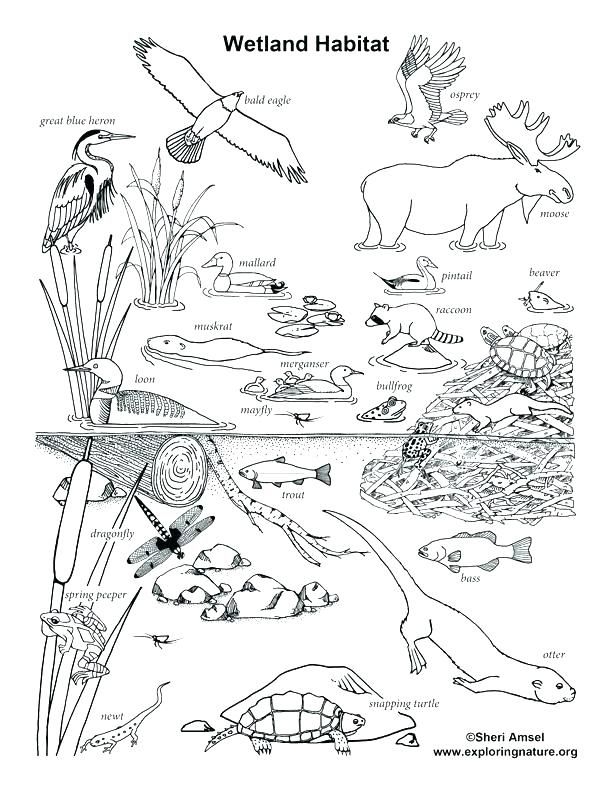 Animal Habitats Coloring Worksheet for Kindergarten Science Lesson Coloring worksheet for kindergarten students featuring animal habitats for six wild animals