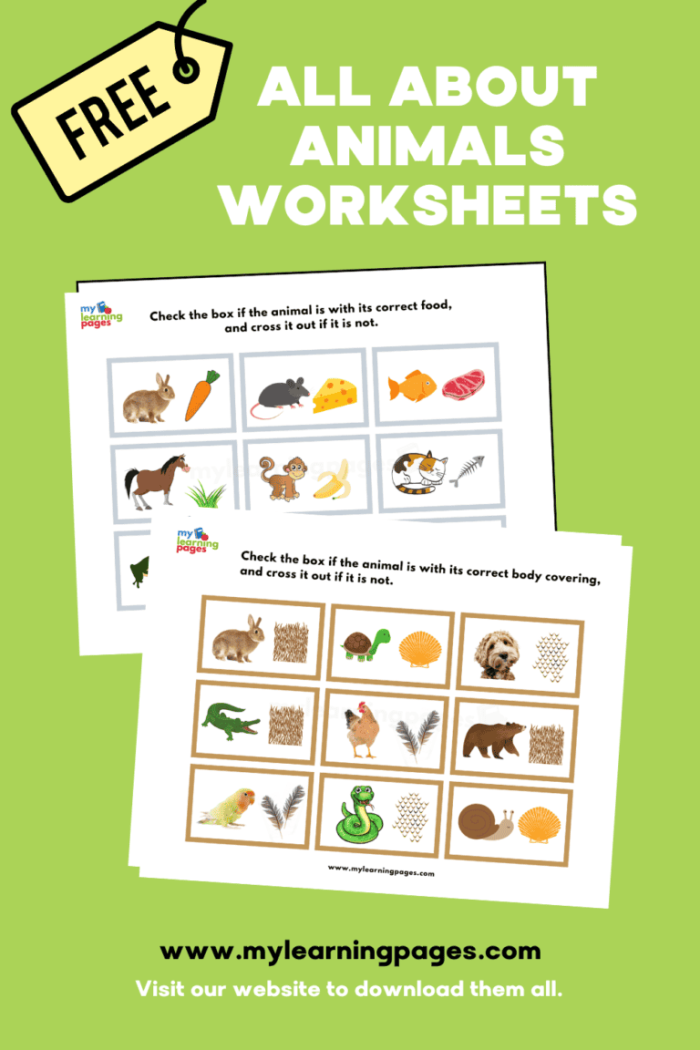 Handwriting worksheet for Kindergarten Colorful All About Animals Report worksheet designed for kindergarten students to enhance their handwriting skills. Engaging guide for young learners to create an informative animal report.