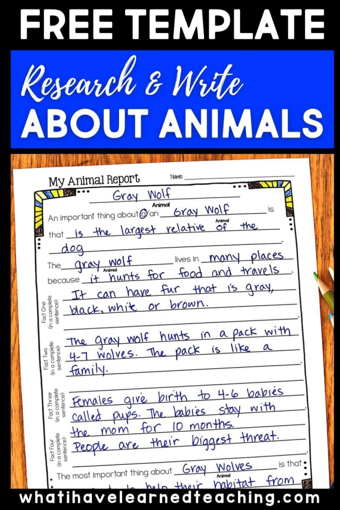 All About Animals Report worksheet for early learners Colorful worksheet for kindergarten students to complete an animal report
