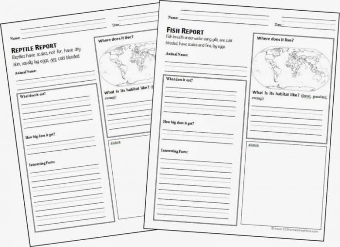 All About Animals Report worksheet for young learners in Kindergarten Kindergarten students writing an animal report with the All About Animals worksheet