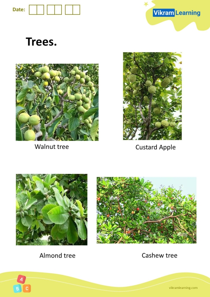 Kindergarten student working on an All About Trees worksheet to label different plant parts