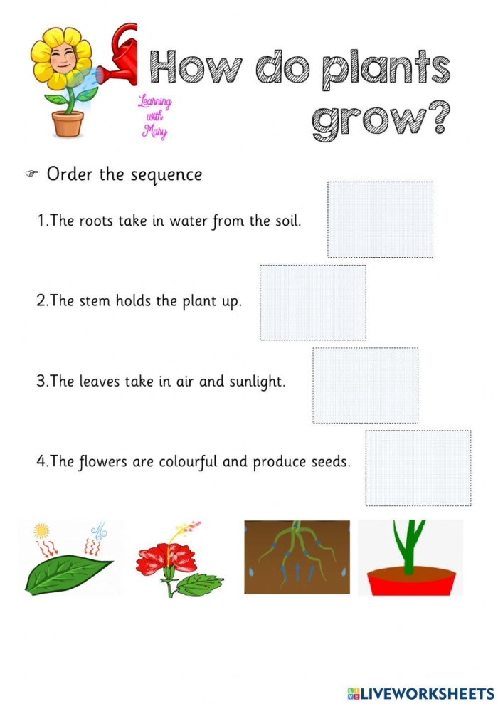 Worksheet illustrating the process of how plants grow for kindergarten students