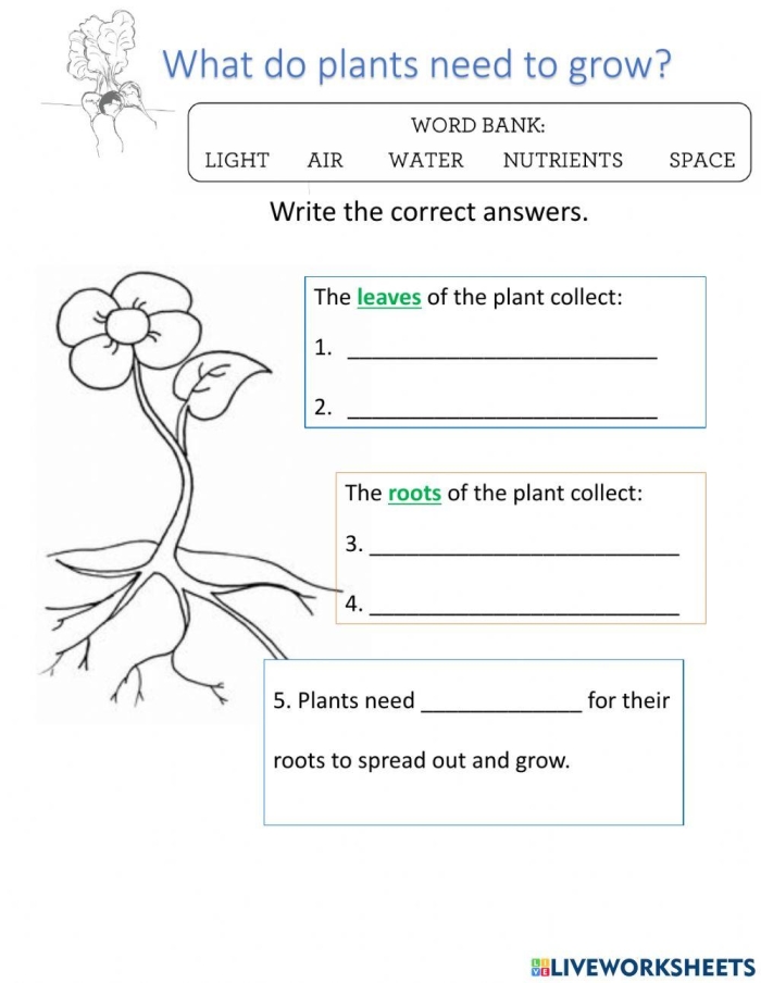 Kindergarten worksheet illustrating the step by step process of how plants grow for phonics and science learning