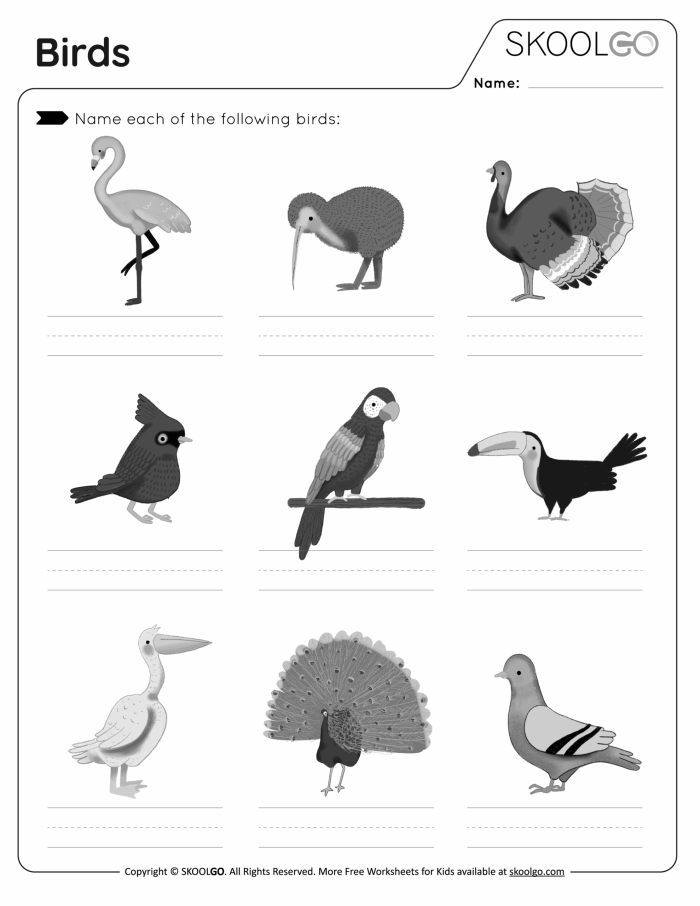 Engaging Bird Subtraction Worksheet for Young Learners Colorful bird illustrations aiding kindergarten students in subtraction practice