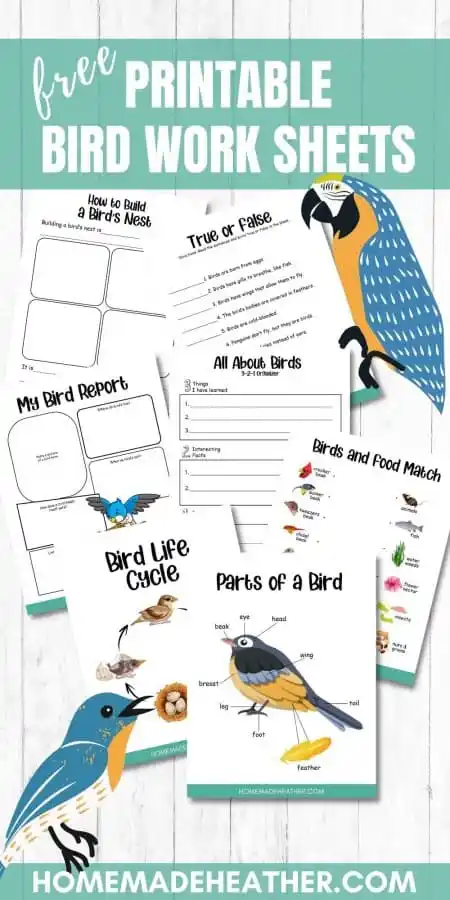 Bird Subtraction Worksheet for Kindergarten Learners Cute birds engaging young children in subtraction practice on a colorful worksheet