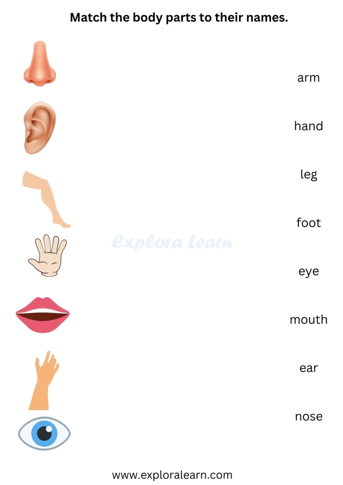Learn body parts with this fun worksheet for young learners Worksheet for identifying human body parts for kindergarten students