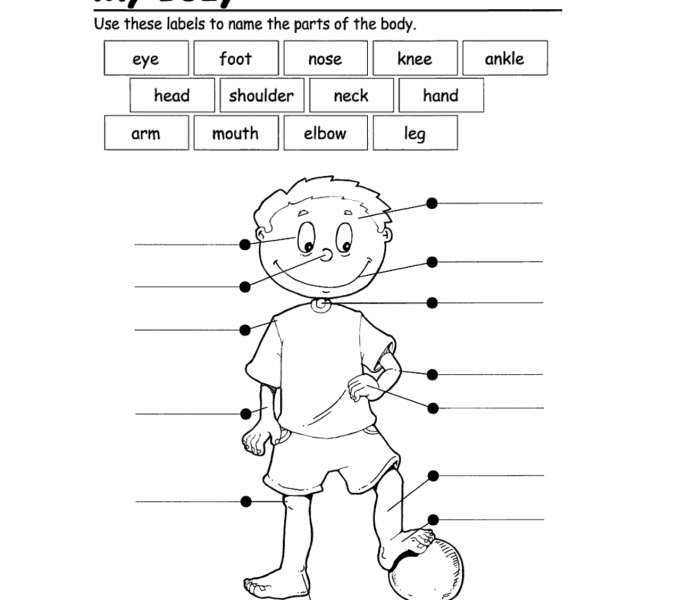 Worksheet for labeling body parts, designed for kindergarten reading practice