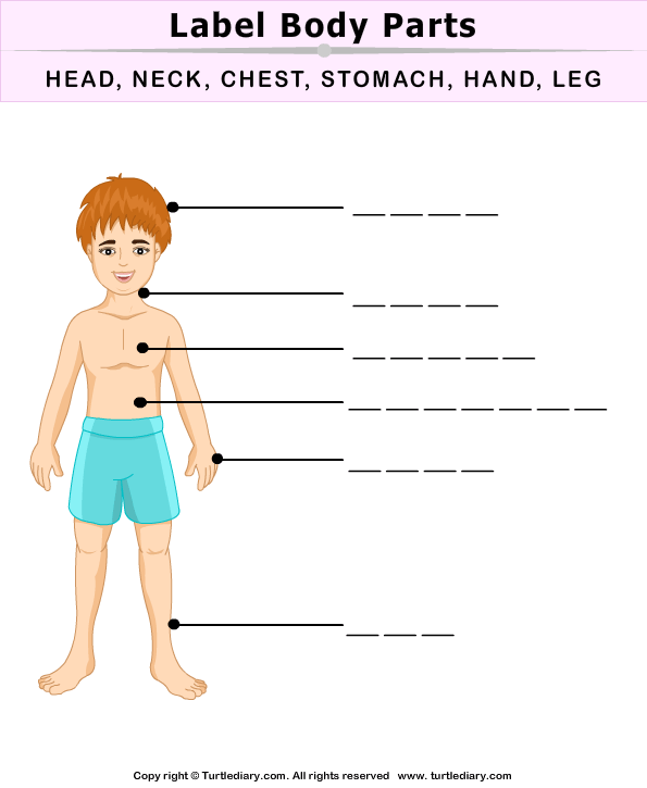 Kindergarten student working on a Label the Body Parts alphabet worksheet