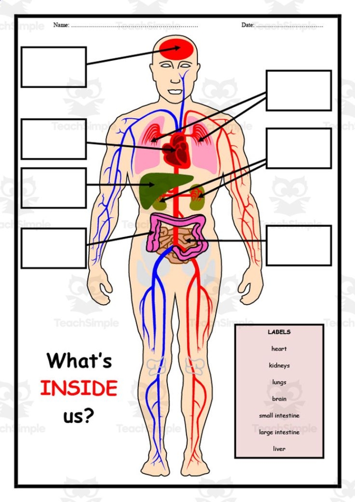 Worksheet for labeling body parts to enhance reading skills in kindergarten students