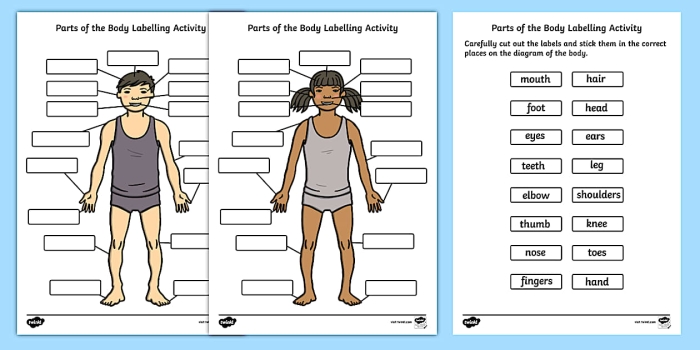 Kindergarten student identifying human body parts on a vocabulary worksheet