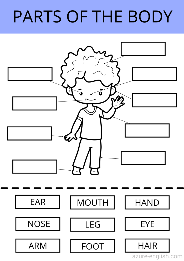 Engaging body parts worksheet for young learners in algebra class A colorful worksheet designed for kindergarteners to learn the names of body parts