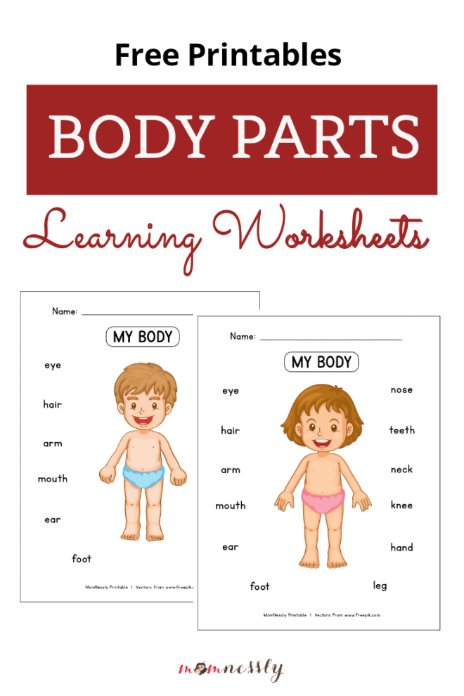 Engaging body parts worksheet for young learners in kindergarten Illustration of a colorful worksheet for kindergarteners to learn about body parts