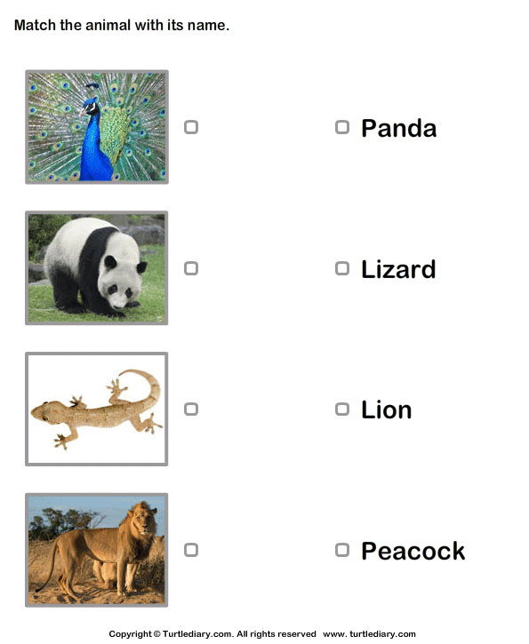 Kindergarten student matching CVC words to cute animal pictures in a reading exercise