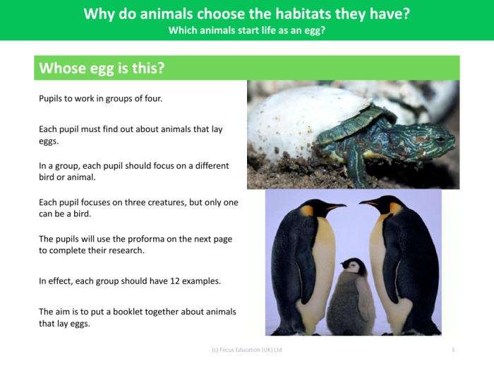 Engaging activities to help young learners explore egg-laying animals Colorful worksheet featuring animals that hatch from eggs, designed for kindergarten students