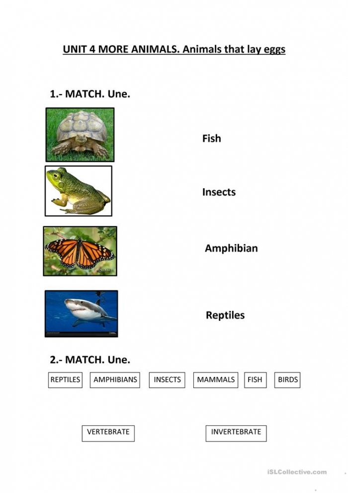 Educational worksheet to help kids learn about egg-hatching animals Worksheet featuring animals that hatch from eggs for kindergarten students