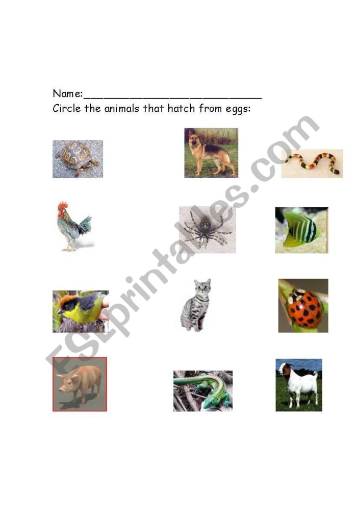 Educational resource for teaching about egg-laying animals in a fun way Worksheet featuring various animals that hatch from eggs for kindergarten students