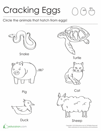 Fun learning activity for young children about egg-hatching animals Colorful worksheet for kindergarten exploring animals that hatch from eggs