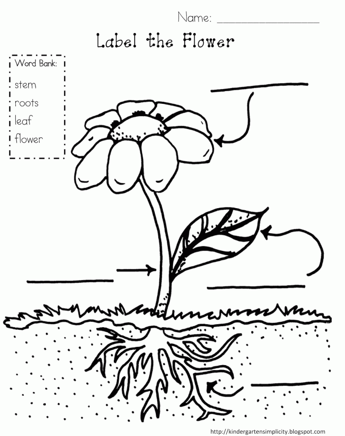 Engaging Plant Color by Word activity sheet for early geometry learning in kindergarten Color-by-word worksheet featuring plants designed for kindergarten students to practice sight words