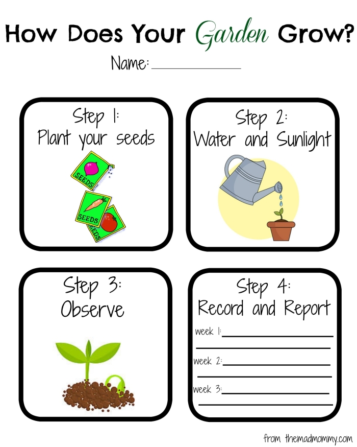 Worksheet illustrating the growth process of plants for kindergarten students