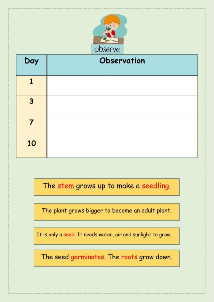 Kindergarten worksheet illustrating the life cycle and growth process of plants for young learners