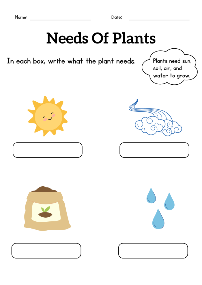 Kindergarten science worksheet showing the stages of plant growth with simple illustrations for kids