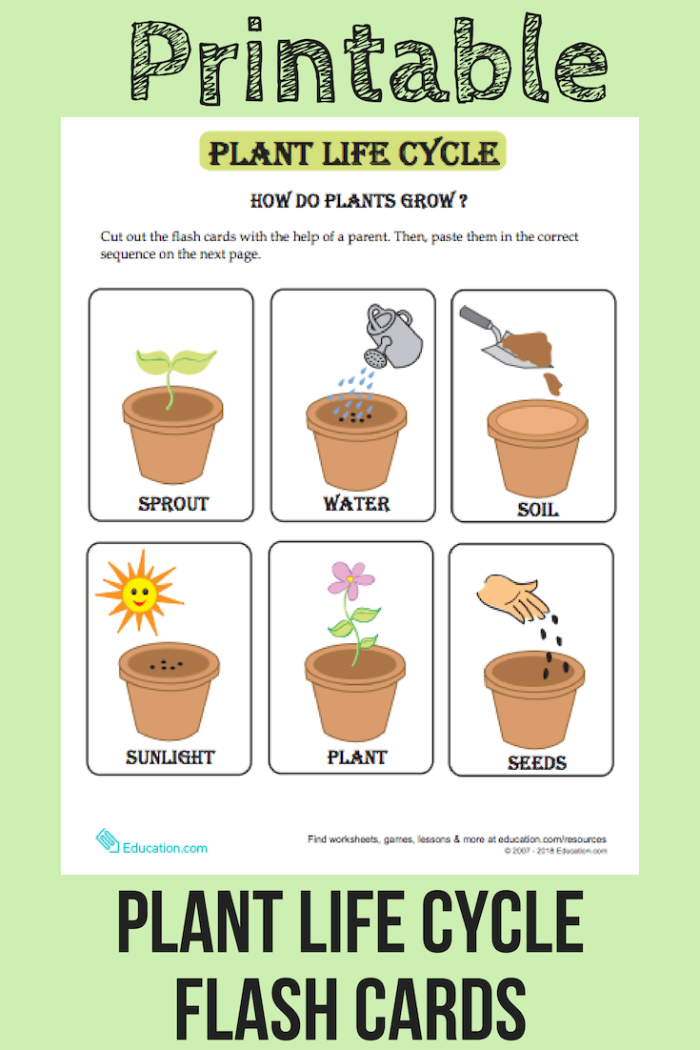 Colorful Plant Life Cycle flash cards designed for kindergarten counting and science lessons