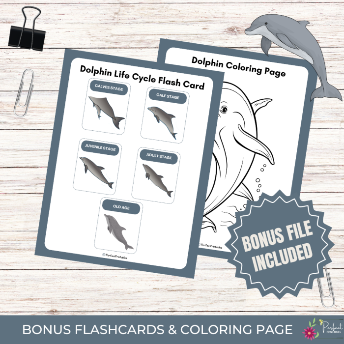 Colorful Plant Life Cycle Flash Cards designed for kindergarten counting and sequencing activities