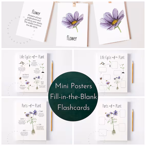 Colorful Plant Life Cycle Flash Cards designed for Kindergarten students