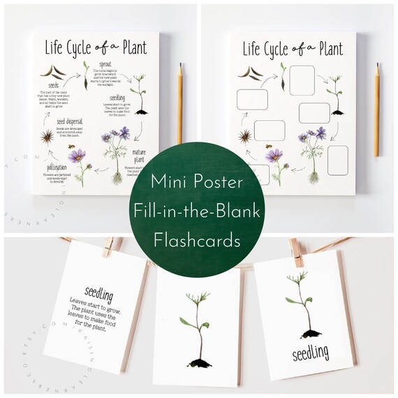 Colorful Plant Life Cycle Flash Cards designed for Kindergarten counting activities