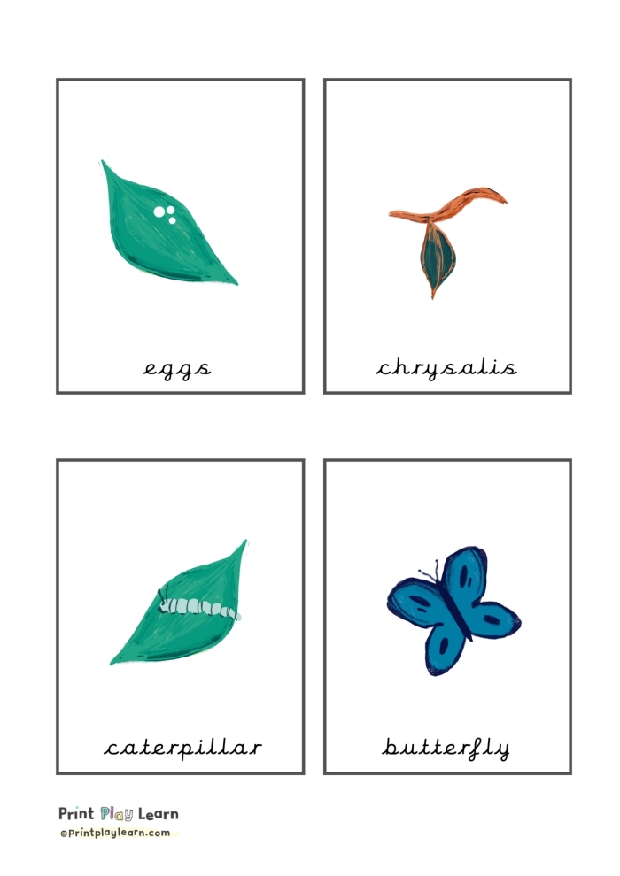 Plant Life Cycle Flash Cards for kindergarten, focusing on counting and sequencing skills