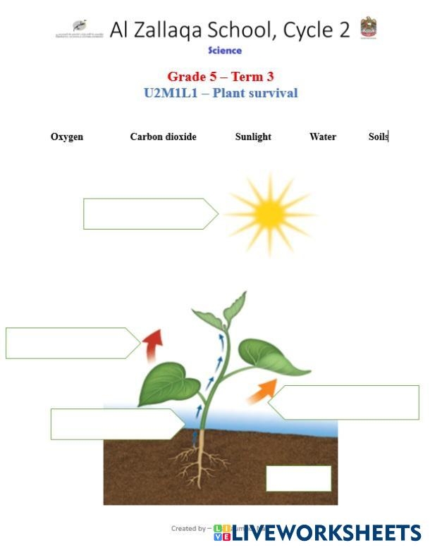 Plant Survival Worksheet for Kindergarten: Ratios and Proportions, Image 18 A colorful worksheet for kindergartners focused on plant survival and growth essentials