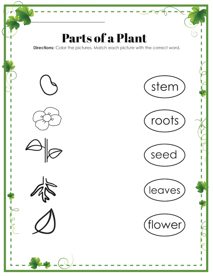 Engaging worksheet to teach young learners about what plants require to thrive Plant Survival worksheet for kindergarten students focusing on essential plant growth needs
