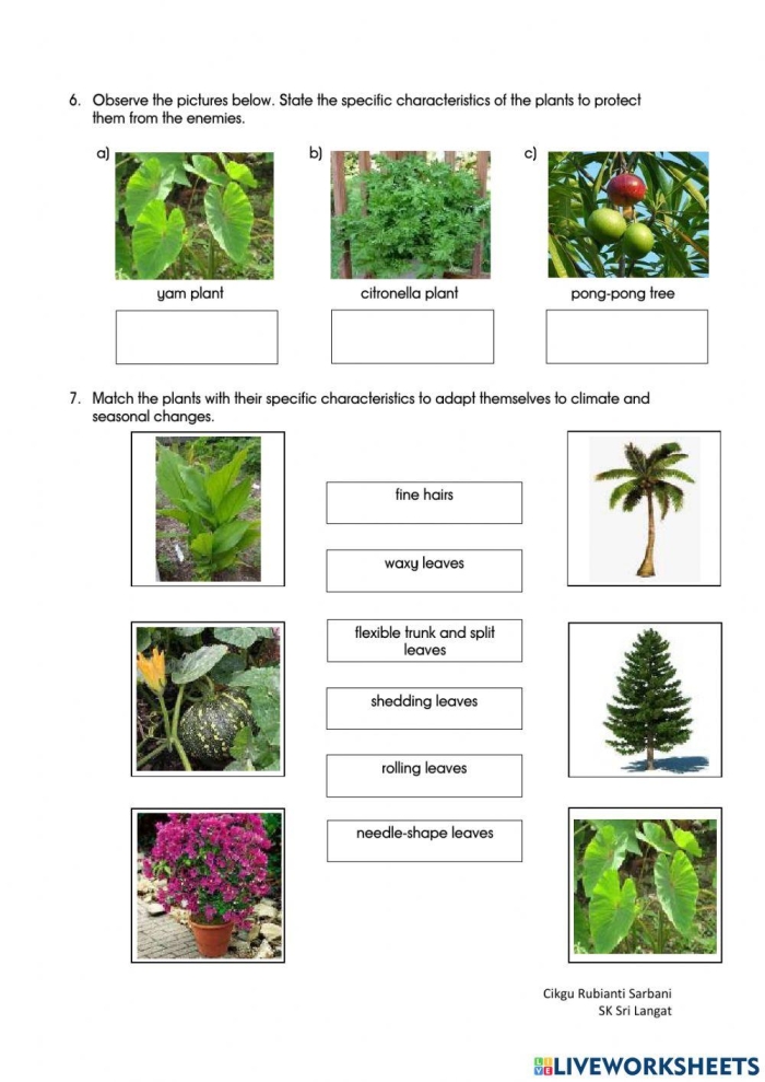 Interactive worksheet focusing on ratios and proportions in botany for young learners Colorful Plant Survival worksheet designed for kindergarten students learning about growth needs