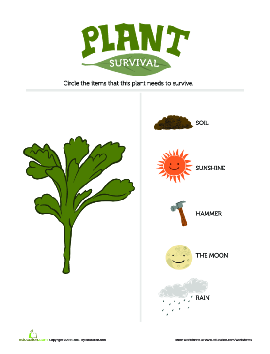 Plant Survival worksheet for kindergarten students focusing on ratios and proportions Worksheet featuring plants for teaching kindergarteners about their growth needs