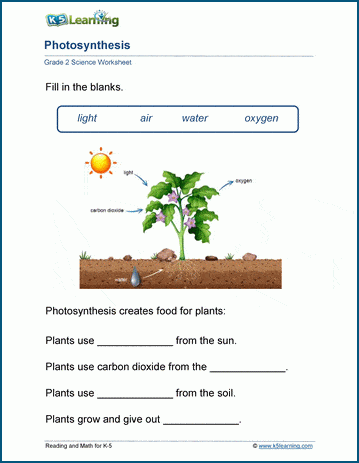 Kindergarten science worksheet showing the step by step process of how plants grow for lesson 21