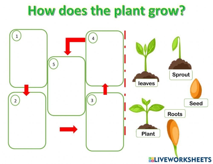 Worksheet illustrating the growth of plants and photosynthesis for kindergarten students